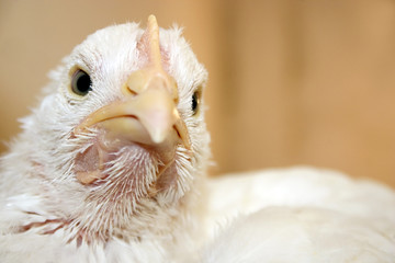 chicken