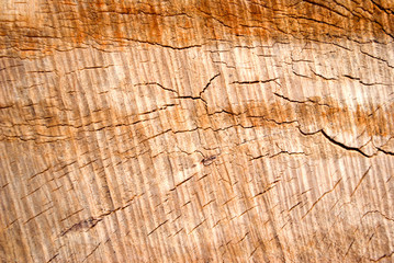 Cut down tree trunk texture  close up