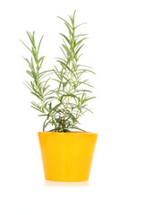 rosemary