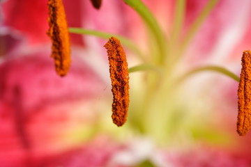 lily stamens