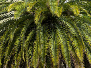 Obraz premium Bright green palm leaves background