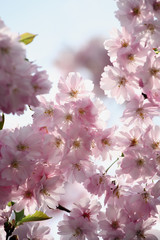 Fototapeta premium Cherry blossom