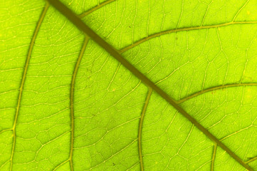 Fototapeta na wymiar leaf : macro