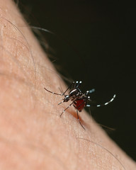 Aedes mosquito or dangue fever mosquito or yellow fever mosquito