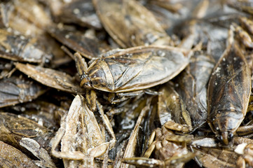 bugs as food ingredients