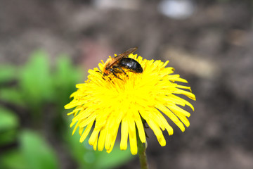 bee on the yellow flower