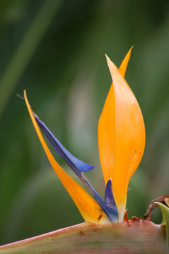 Paradiesblume