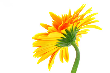 gerbera flower