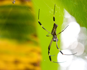Spinne im Netz vor grünem Hintergrund