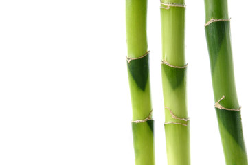 Bamboo Stock with green leaf