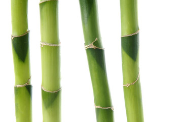 Fototapeta na wymiar Bamboo Stock with green leaf