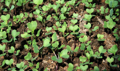 sprouts radish