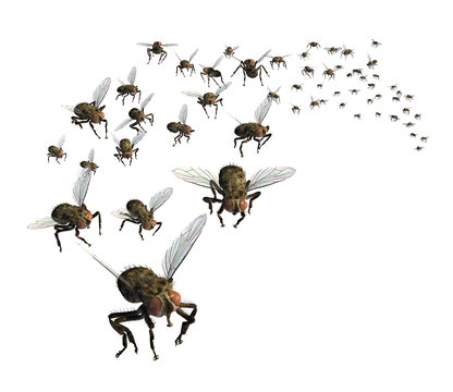 Swarm of Flies - 3D render