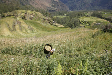 female farmer carry rice load on back in field, nepal