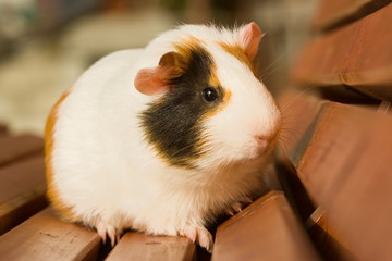 Guinea pig