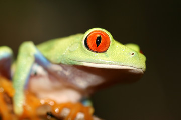Red Eyed Tree Frog