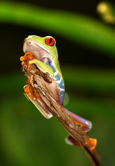 Red Eyed Tree Frog