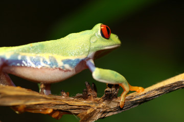 Red Eyed Tree Frog