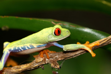 Red Eyed Tree Frog