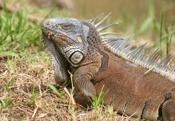 Fototapeta premium Colorful iguana