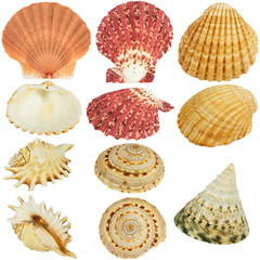 Seashells collection © StockPhotosArt