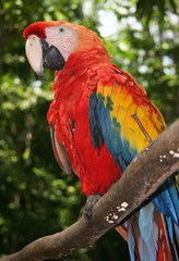 Scarlet macaw sitting on branch