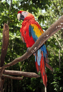 Scarlet macaw sitting on branch