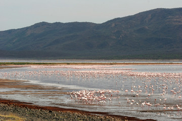 Flamingos wading in water