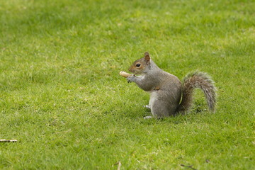 Obraz premium ecureuil