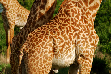 Giraffe