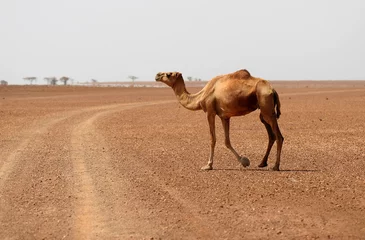 Papier Peint photo Chameau Chameau traversant la route du désert