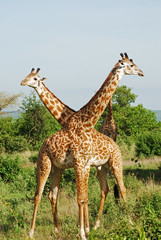 Giraffe