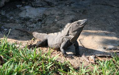 Huge Iguana sunbathing