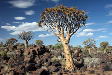  Quiver trees