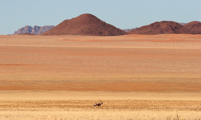 Gemsbok antelope in desert