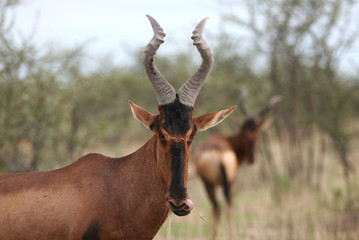 Red hartebeest curiously looking