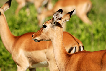 Impala