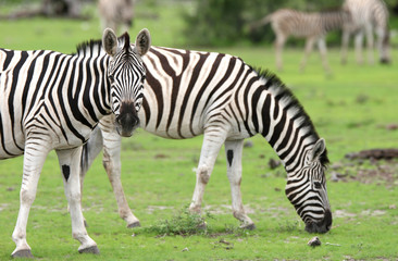 Fototapeta na wymiar Zebra patrząc na kamery