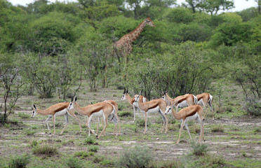 Springbok antelopes against giraffe