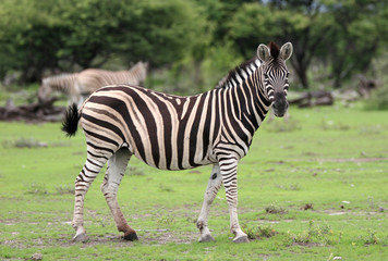 Fototapeta na wymiar Zebra patrząc na kamery