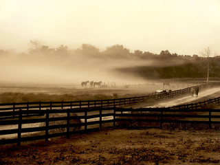 Fog cloud on horse farm