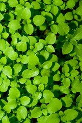 Speedwell background