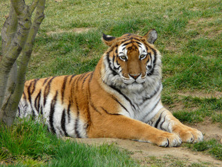 Obraz premium Tigre