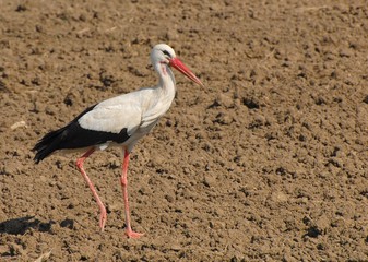 cygogne