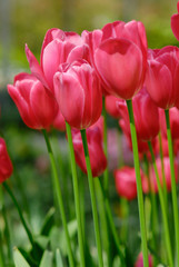 Fototapeta premium colorful flowers in spring