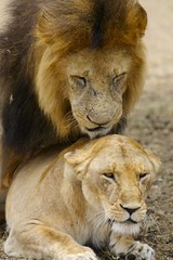 Obraz na płótnie Canvas African Lions