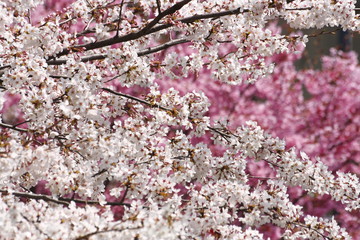 桜