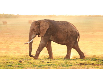 Fototapeta na wymiar African Elephant Bull (loxodonta africana) 
