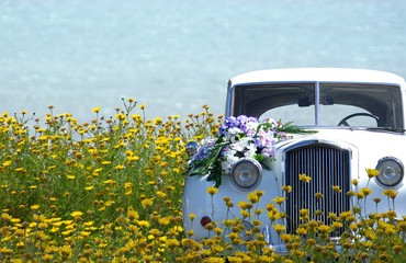 Auto im Blumenmeer