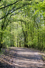 Waldweg